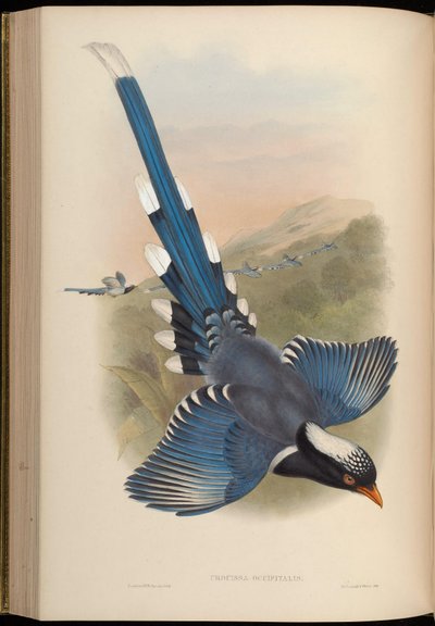 Urocissa occipitalis = Urocissa erythroryncha occipitalis by John Gould